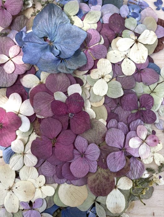 Kwiaty suszone - hortensja