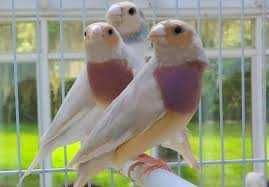 Vendo diamantes gould