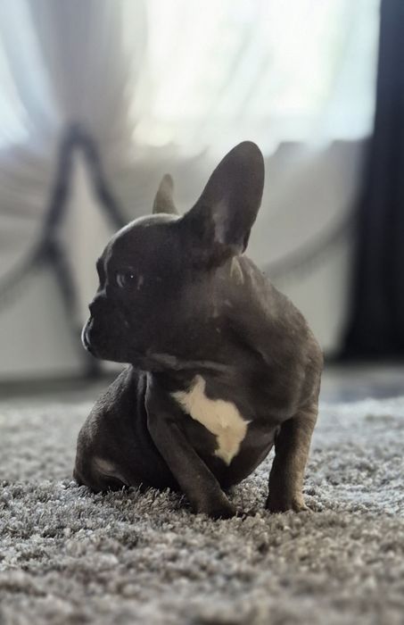 Buldog francuski  suczka