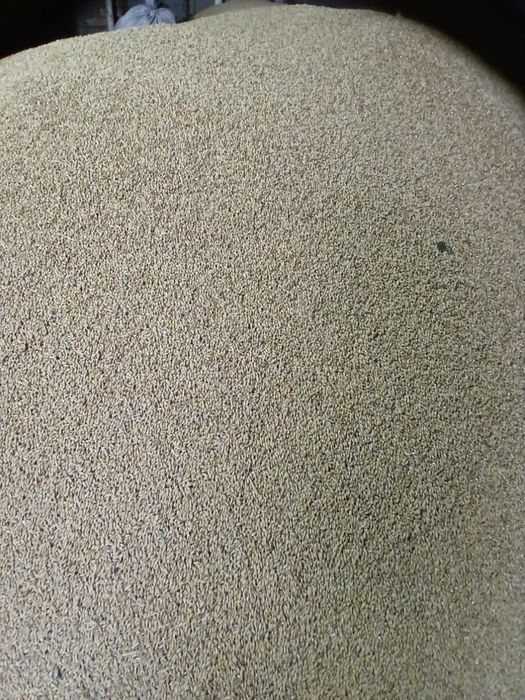 Продам Ячмінь, Пшеницю