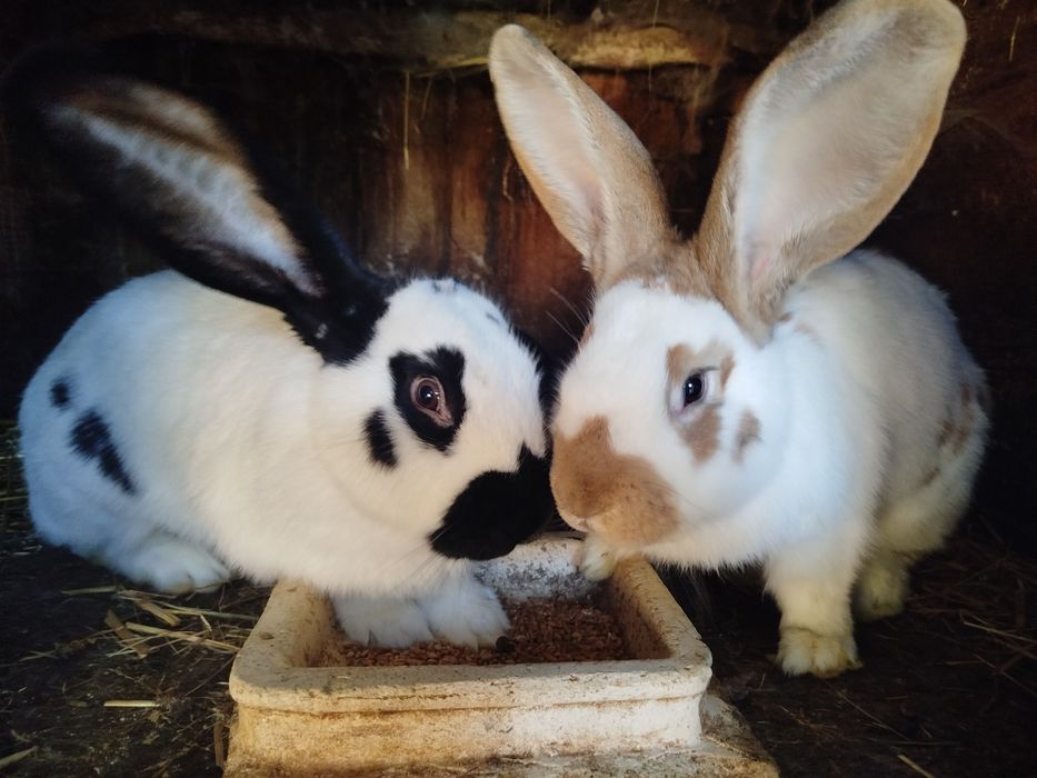 Króliki srokacze samce i samice