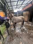Konik polski klacz