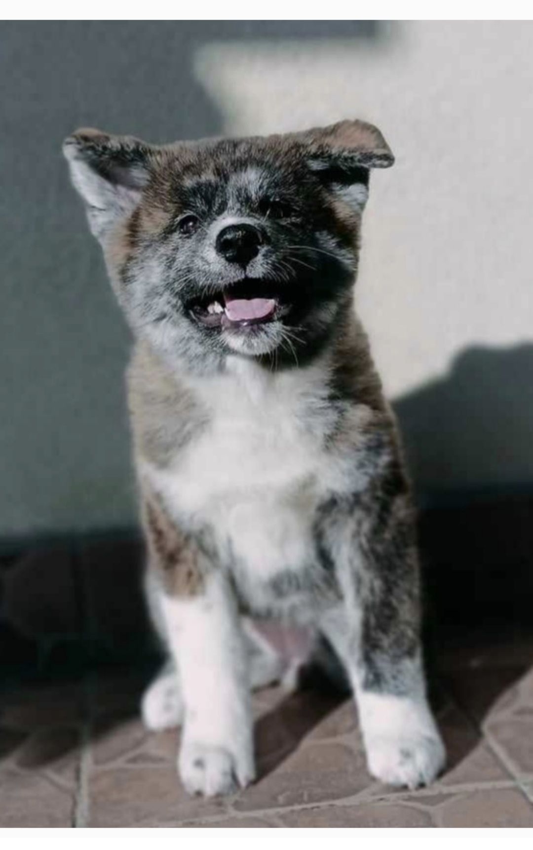 Akita Inu pręgowana Zkwp fci