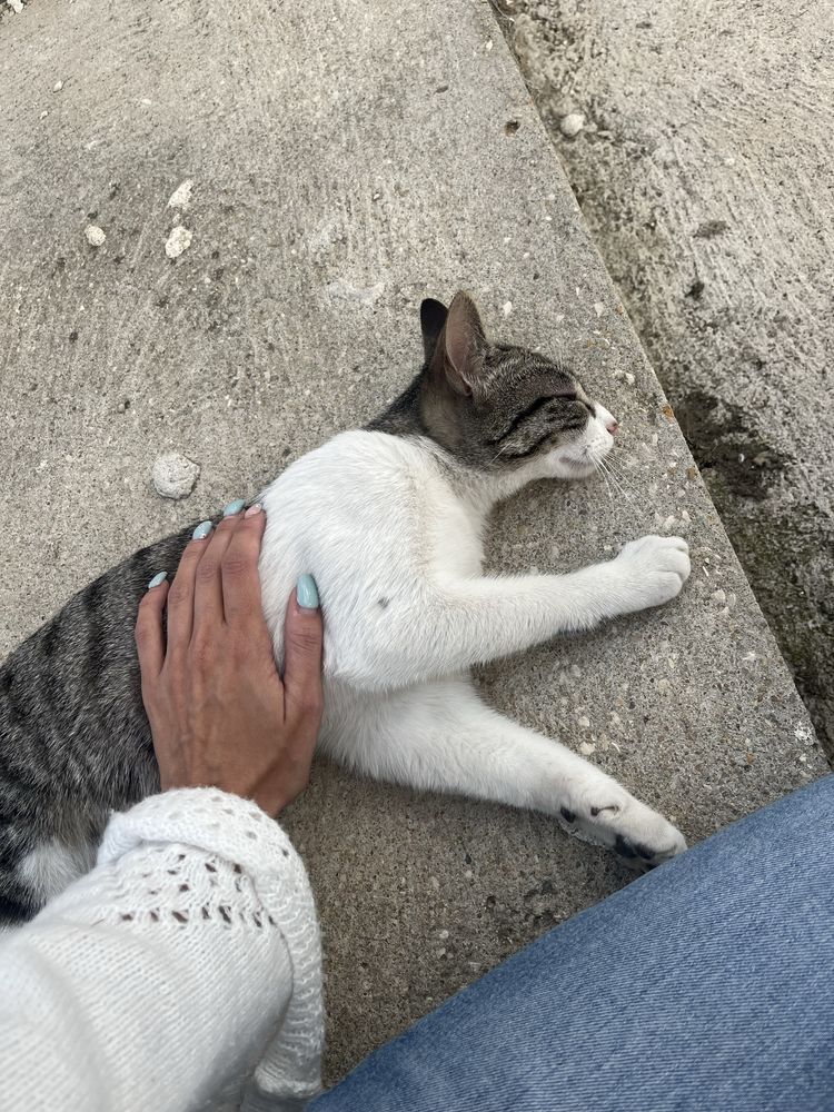 Gatinha com 7 meses para adoção