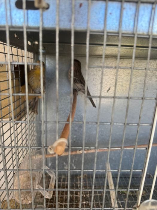 Vendo ou troco canarios Carpodacus Mexicanus
