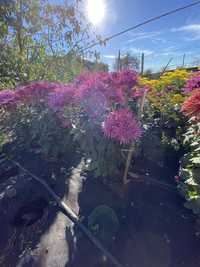 Хризантема крупноцветковая