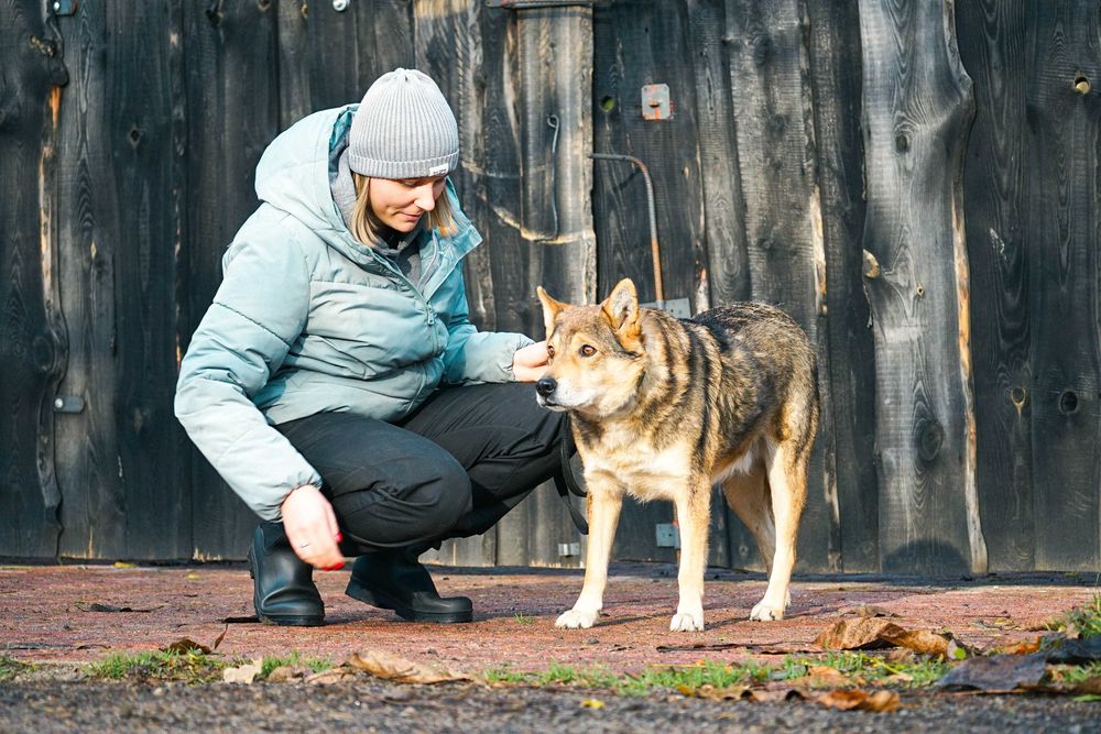 VISTO - starszy psiak błaga o dom