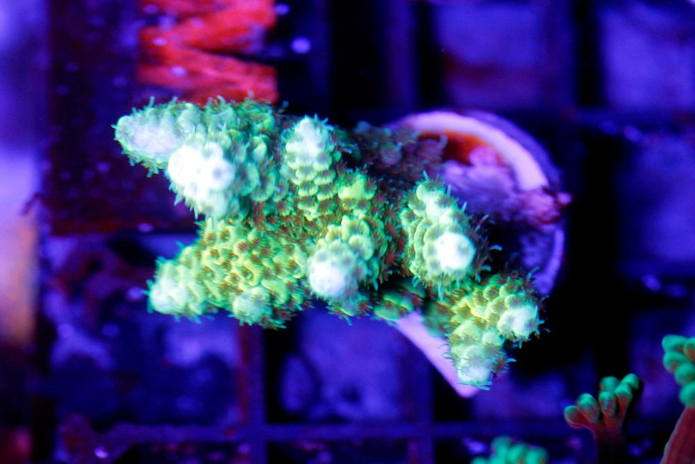 Acropora Sps Szczepka Koral Twardy Żółta Yelow FLUOLAMPS WYSYLKI