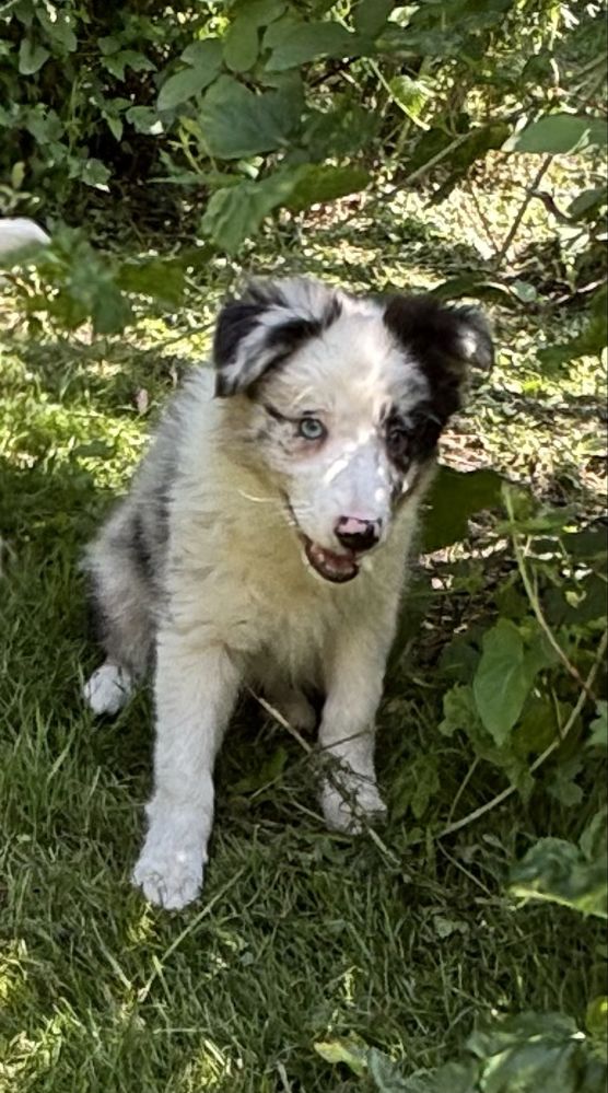 Border collie- suczka blue-merle