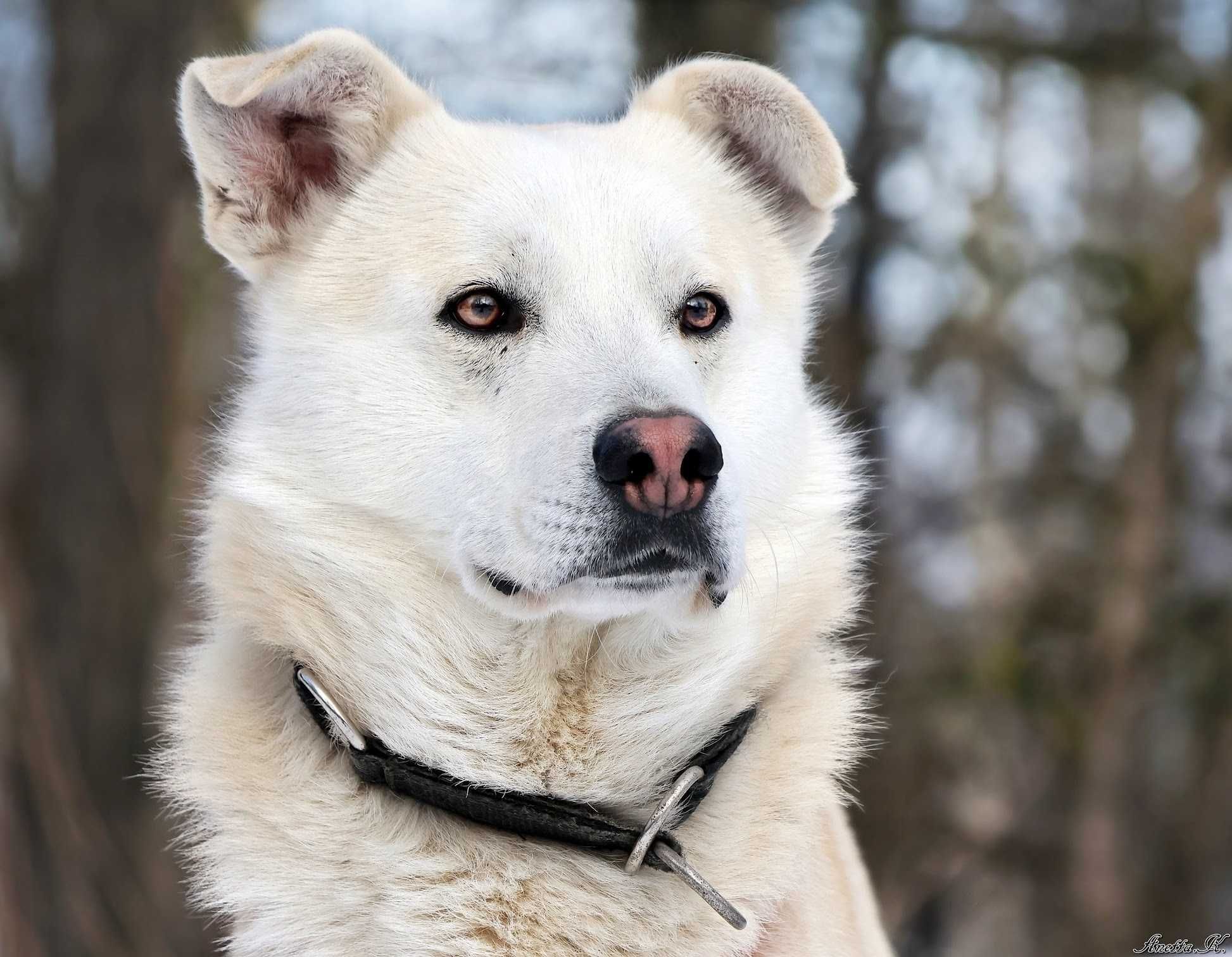 Prosimy o dom dla nieśmiałego DINGO!