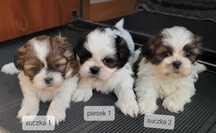 Shih tzu tricolor szczeniak
