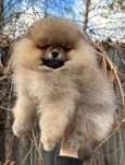 Spitz Alemão Anão e/ou Lulu da Pomerânia LARANJA  LOP e AFIXO