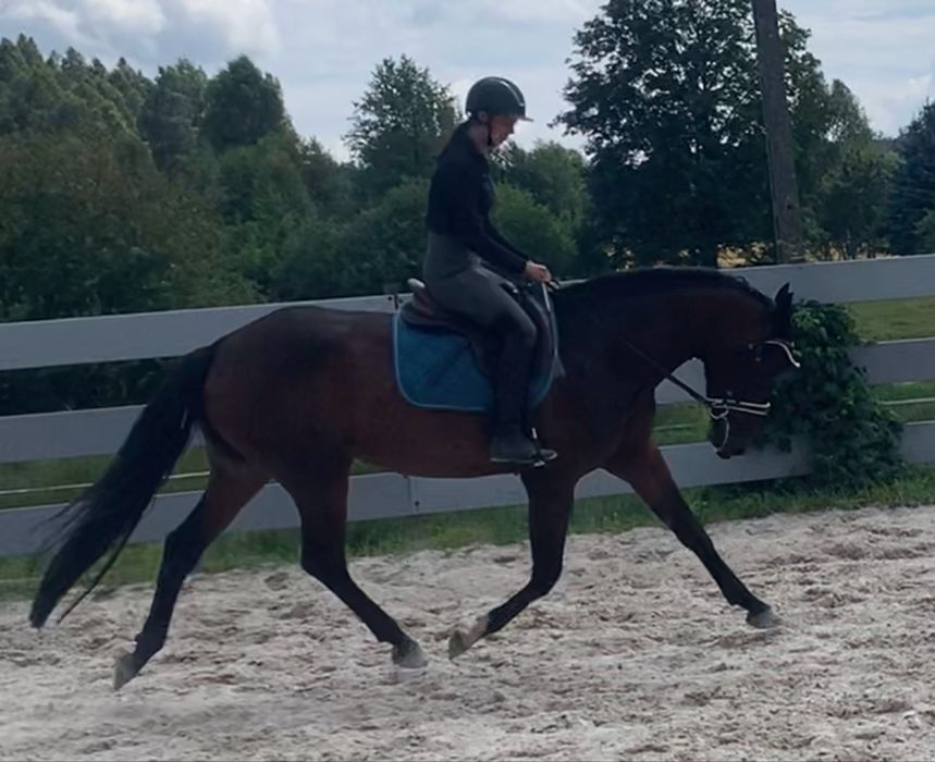 Filmy na watsapa !! 4,5 letnia klacz Zangerseide !!!