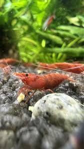 Camaroes Red Fire