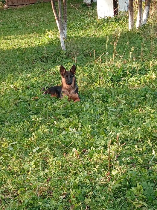 Продам німецьку вівчарку,дівчинку.