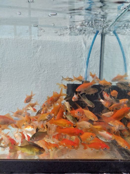 Peixe Cometa, Goldfish de Água Fria