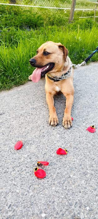 Oddam psa  w dobre ręce