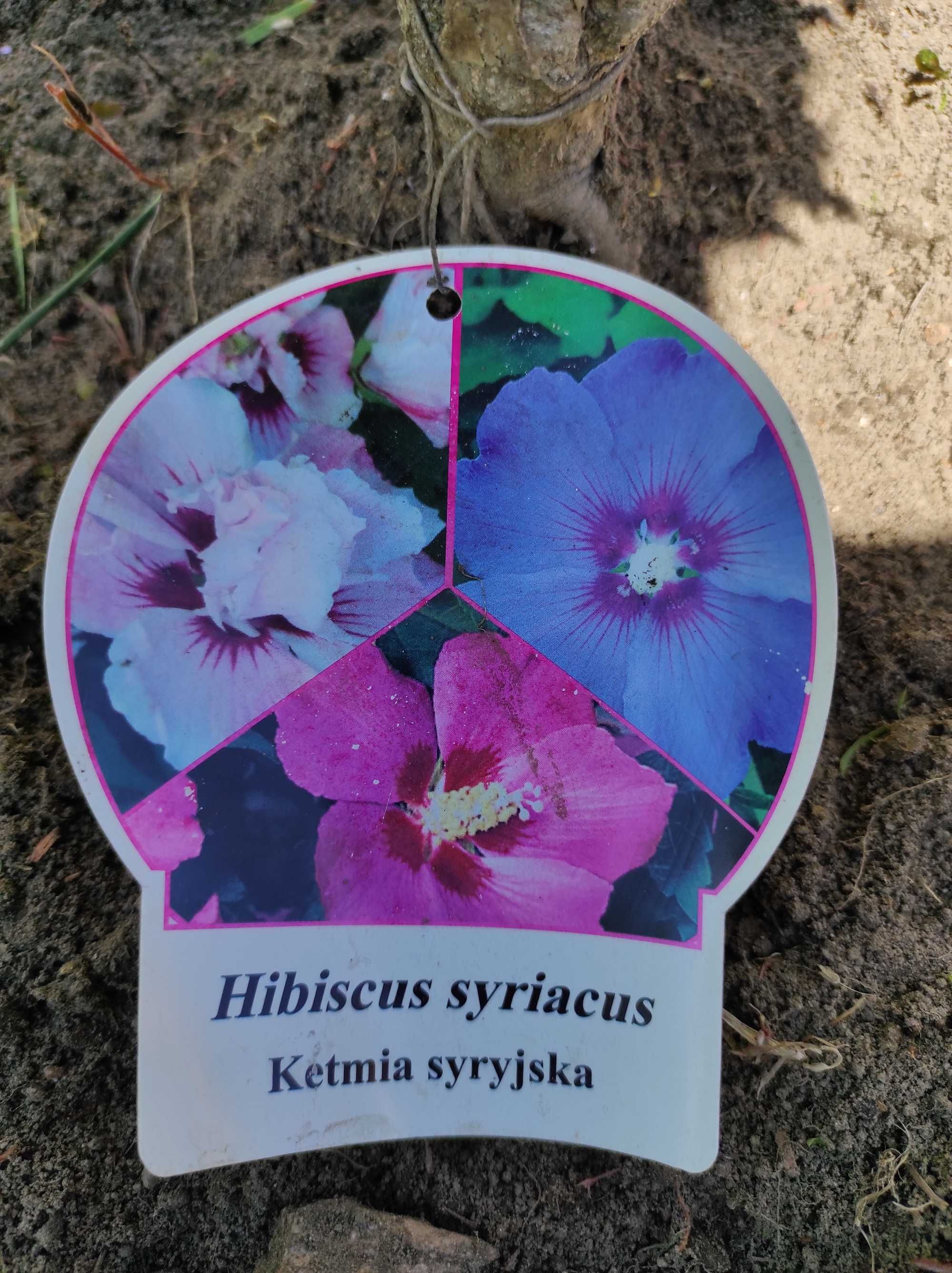 Ketmia syryjska hibiskus mix