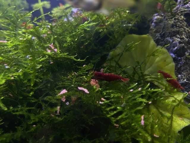 Camarões Neocaridina Red Cherry