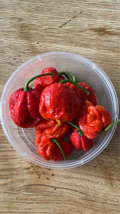 Papryczka Carolina Reaper – najostrzejsza na świecie