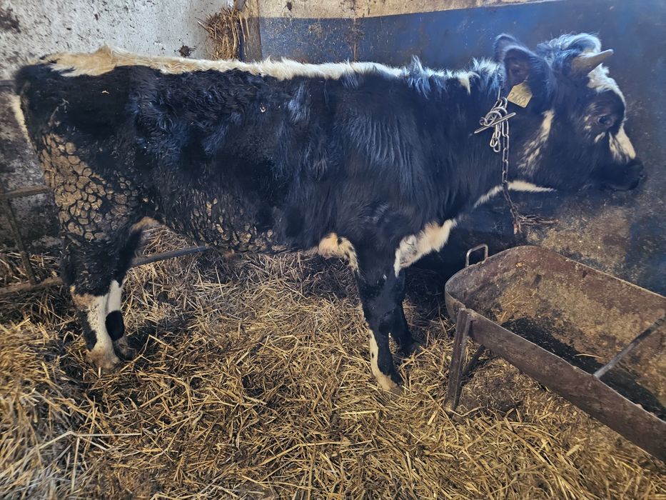 Sprzedam 2 byki roczne białogrzbiety