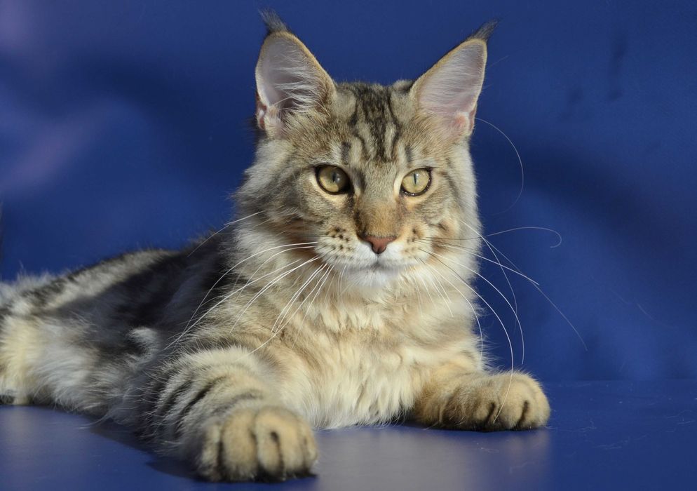 Мальчик Лаки 6 мес. Мейн кун.