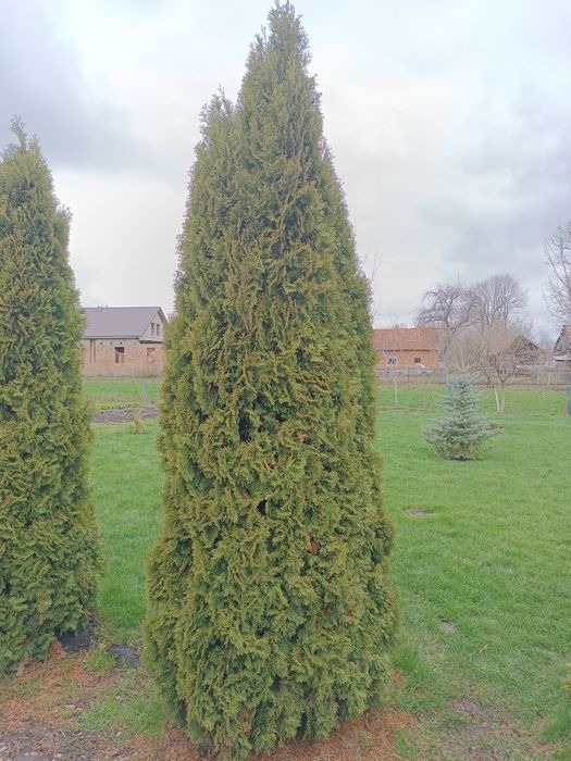 Ялівці блю ерров та туї  смарагд