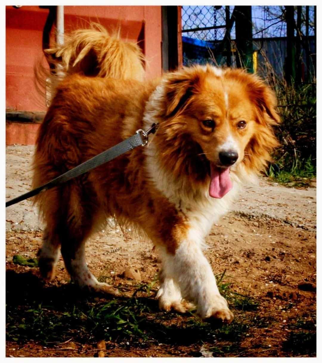 psiak do adopcji