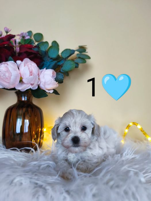 Unikatowy bajeczny XS chłopiec czarodziejek Maltipoo Badania rodowód