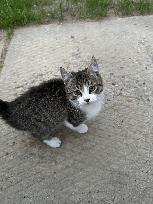 Срочно! Наймиліші грайливі кошенята, хлопик  та дівчинка 4 місяця!