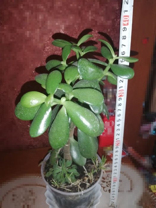 Денежное дерево крассула