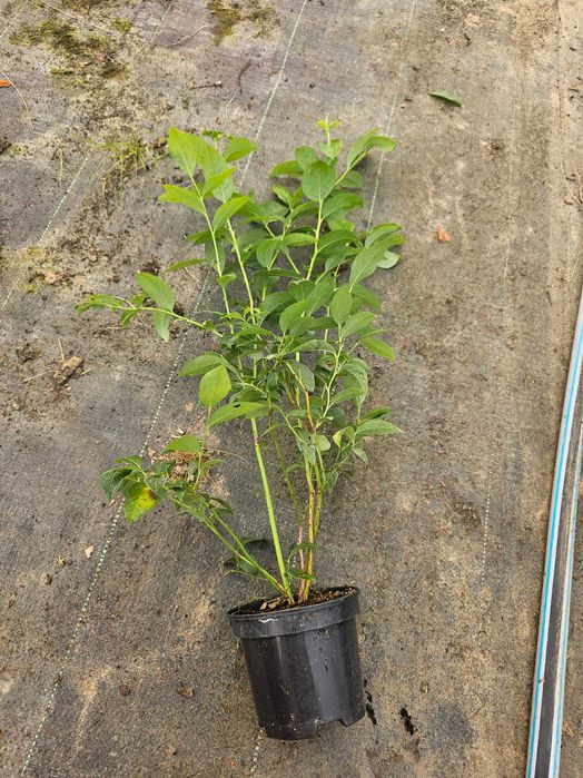 Sadzonki Borówka Amerykańska 2,5 LETNIA CAC 10 odmian 50cm