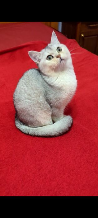 Девочка.Серебристая шиншилла. 6 мес. Купить в Киеве в Украине.