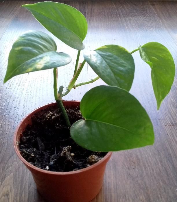 Epipremnum - sprzedaż roślin domowych