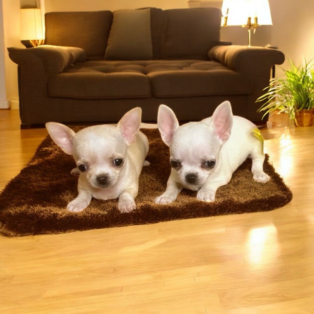 Chihuahua szczeniak z rodowodem