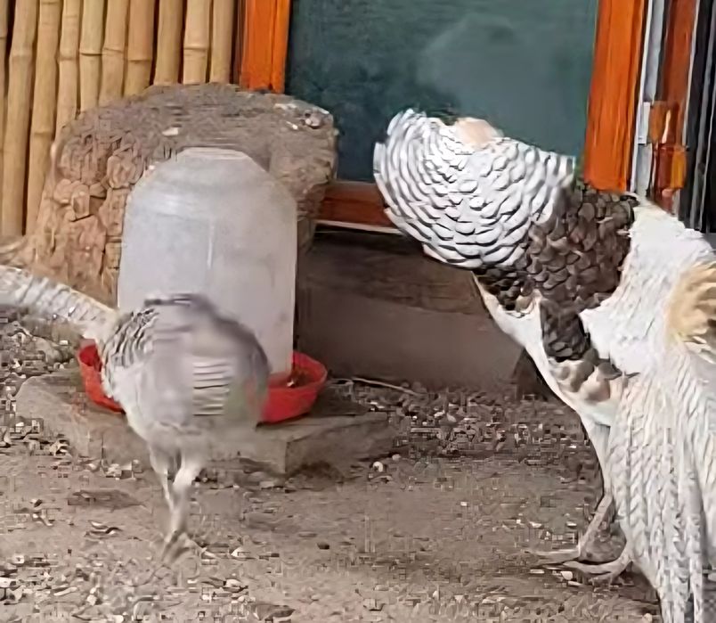 Bażant  bażanty  DIAMENTOWE  silver  (srebrne)  dorosła para