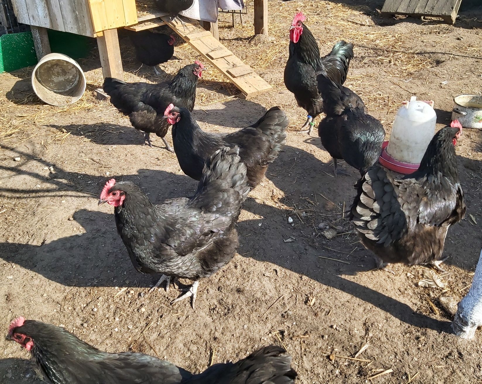 Jaja, jajka lęgowe Australorp