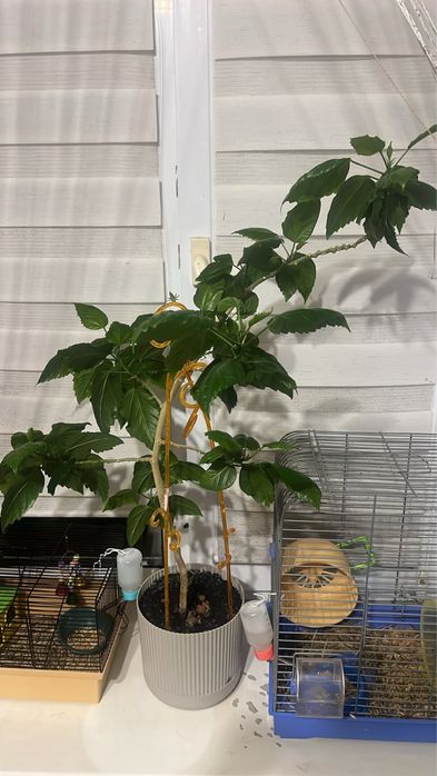 Квіти Білгород-Дністровський