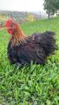 Pekin perdiz dourado