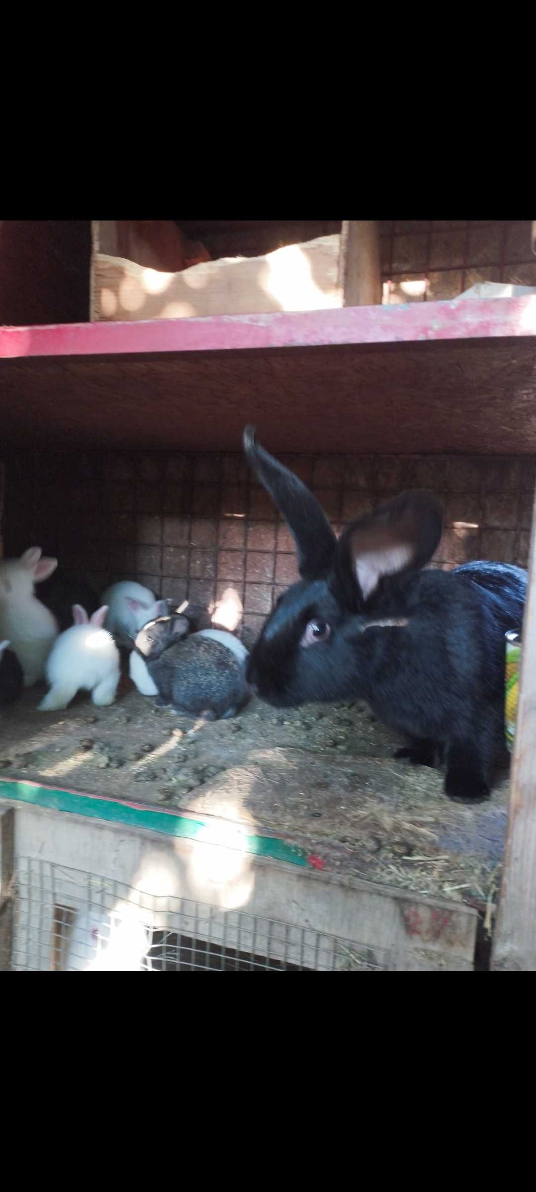 Продам кролицю з кроленятами