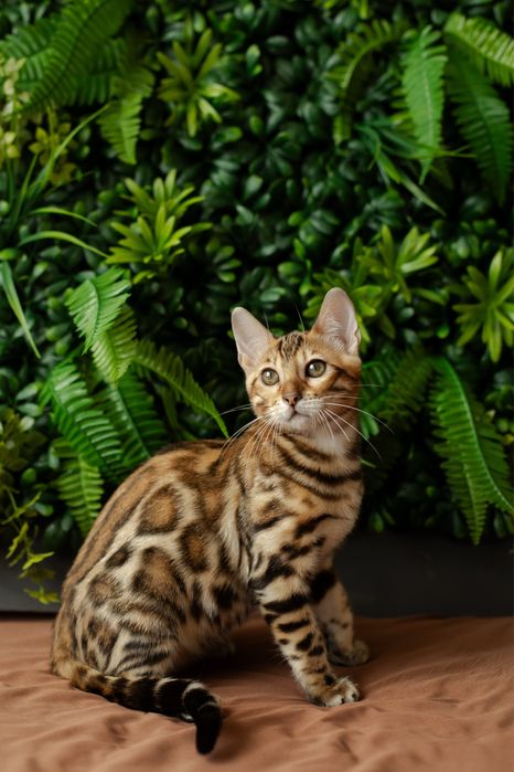 Бенгал дівчинка WCF