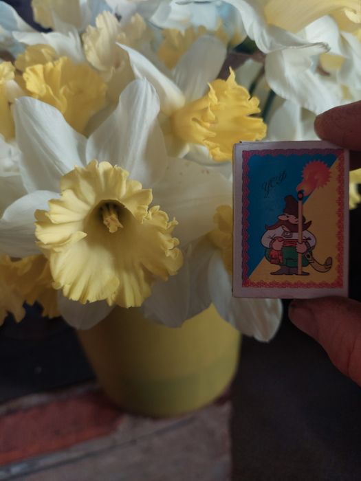 Луковицы нарцисса трубчатого