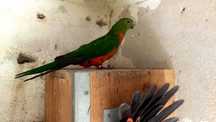 Papagaio King Parrot fémea