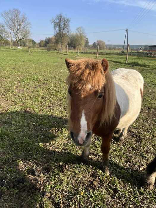 Kropek- 9-letni kucyk do bezpłatnej adopcji.