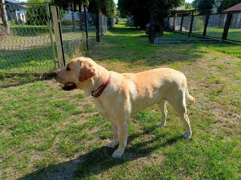 Labrador Retriever - biszkoptowy z rodowodem - gotowy do odbioru.