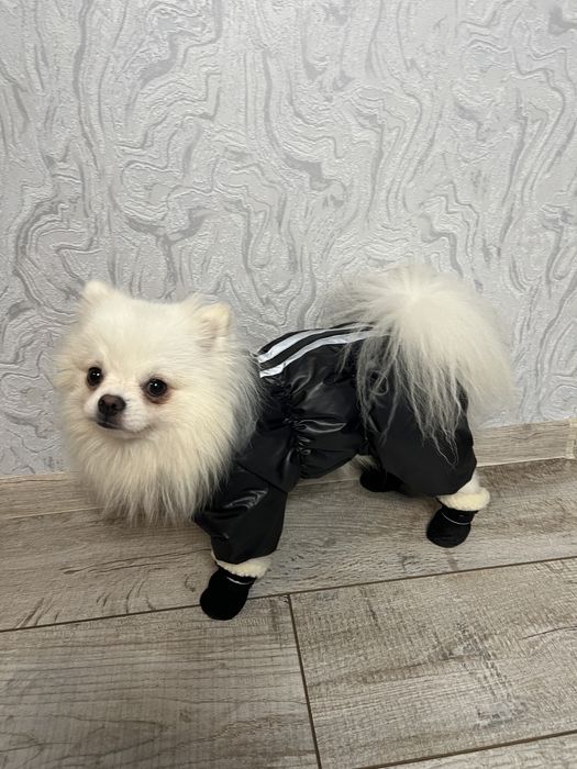 Одяг для песика