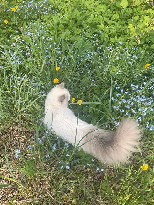 Roczny kocurek ragdoll