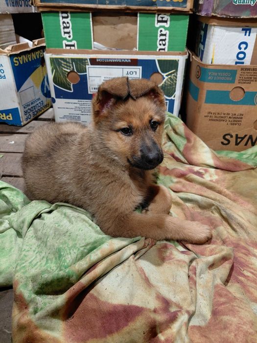 Отдам щенка в хорошие руки