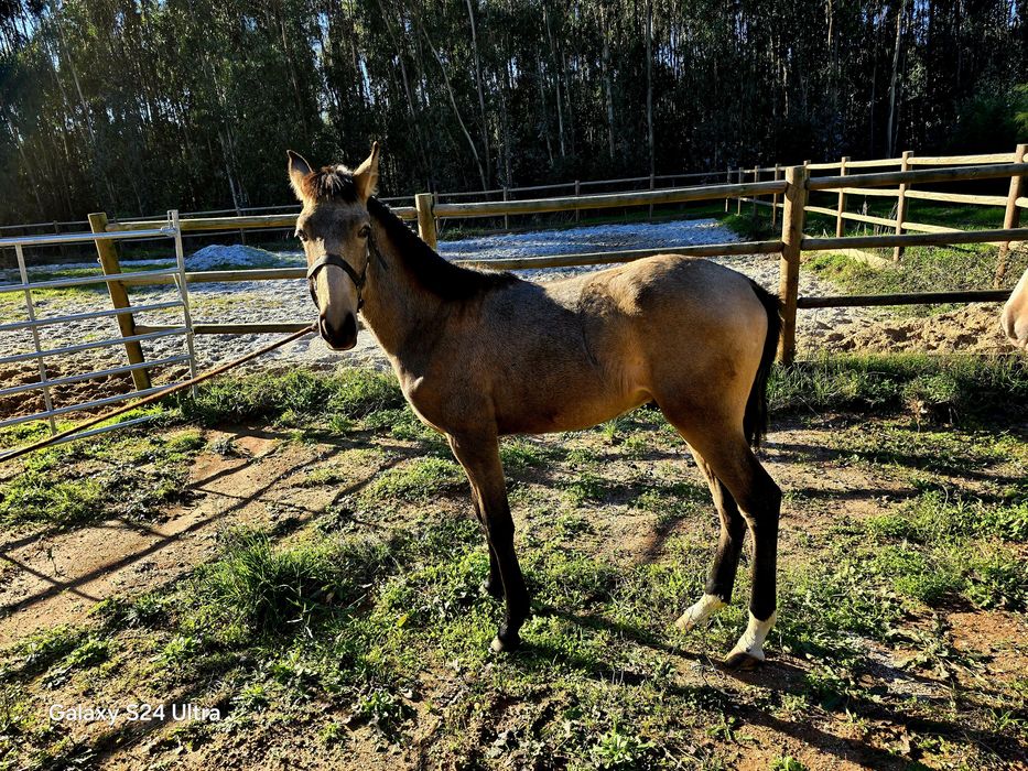 Vendo dois poldros psl baio e palomino