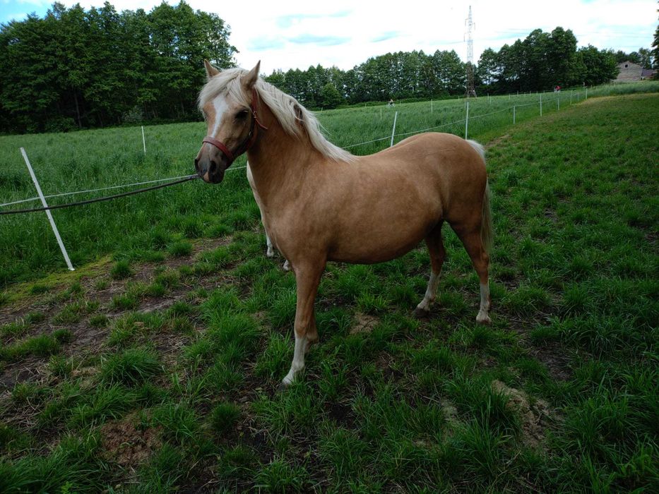 Sprzedam kuc kuce walijski klacz źrebak